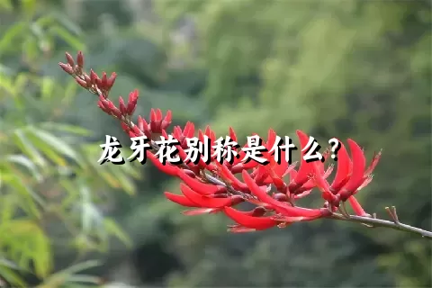 龙牙花别称是什么？