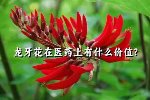 龙牙花在医药上有什么价值？