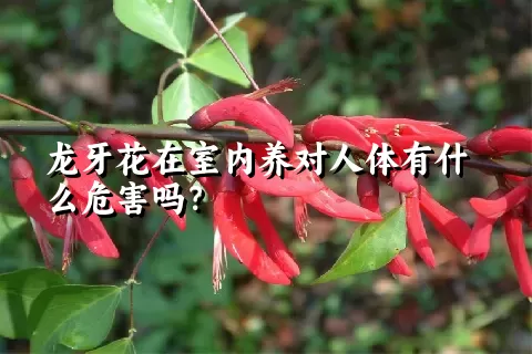 龙牙花在室内养对人体有什么危害吗？