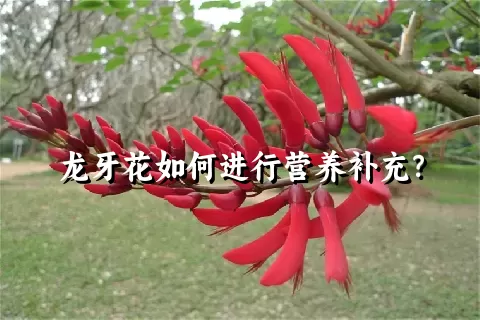 龙牙花如何进行营养补充？