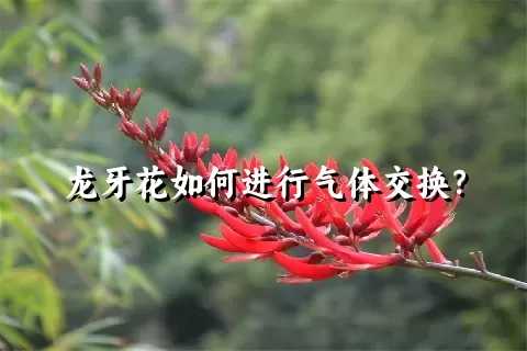 龙牙花如何进行气体交换？