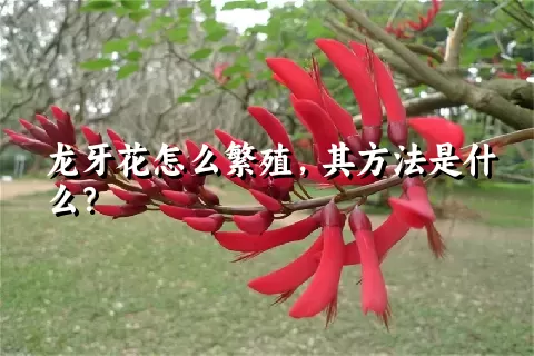 龙牙花怎么繁殖，其方法是什么？