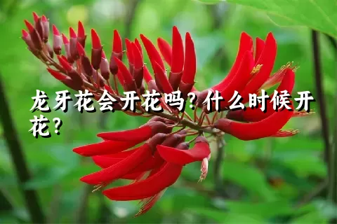 龙牙花会开花吗？什么时候开花？