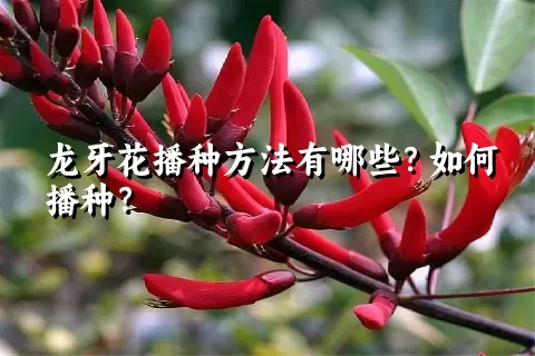 龙牙花播种方法有哪些？如何播种？