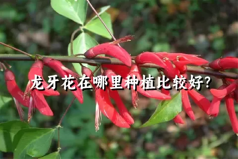 龙牙花在哪里种植比较好？