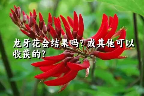 龙牙花会结果吗？或其他可以收获的？