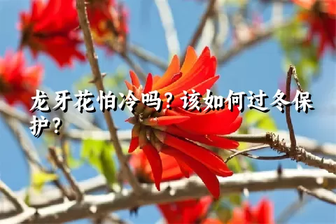 龙牙花怕冷吗？该如何过冬保护？