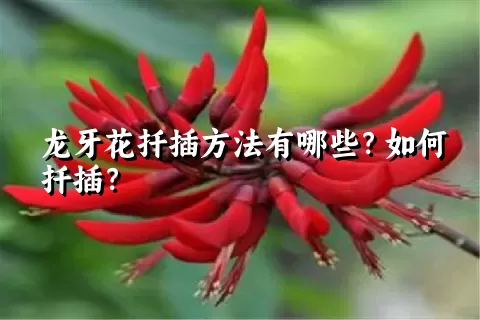 龙牙花扦插方法有哪些？如何扦插？