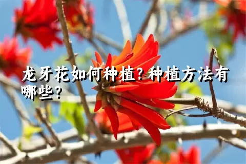 龙牙花如何种植？种植方法有哪些？