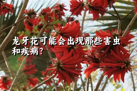 龙牙花可能会出现那些害虫和疾病？