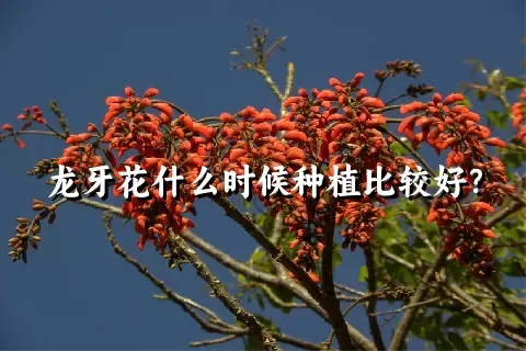 龙牙花什么时候种植比较好？