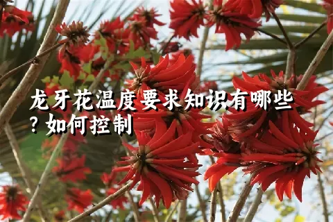 龙牙花温度要求知识有哪些？如何控制