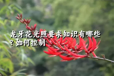 龙牙花光照要求知识有哪些？如何控制