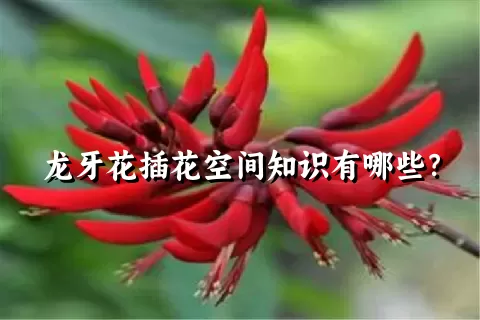 龙牙花插花空间知识有哪些？