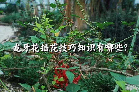 龙牙花插花技巧知识有哪些？