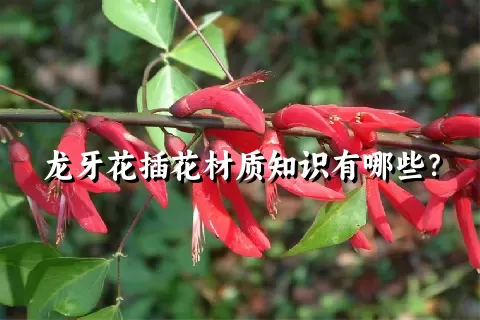 龙牙花插花材质知识有哪些？