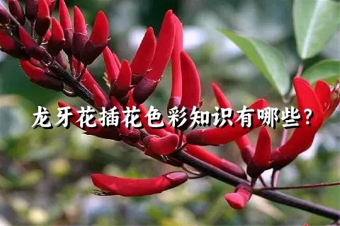 龙牙花插花色彩知识有哪些？