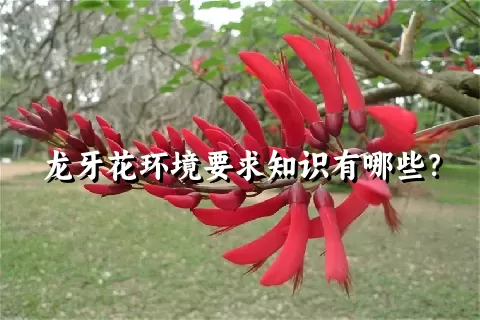 龙牙花环境要求知识有哪些？