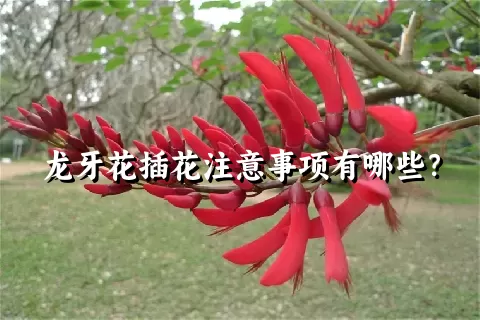 龙牙花插花注意事项有哪些？