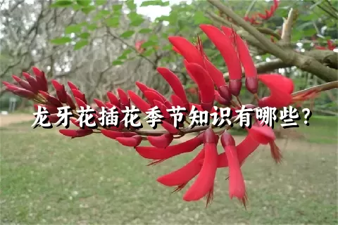 龙牙花插花季节知识有哪些？