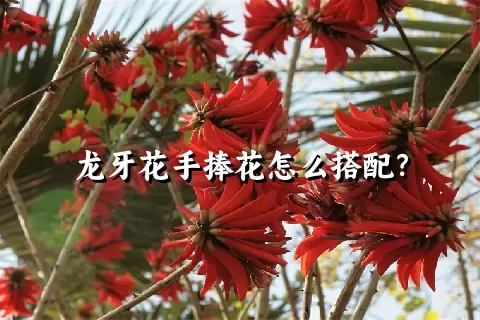 龙牙花手捧花怎么搭配？