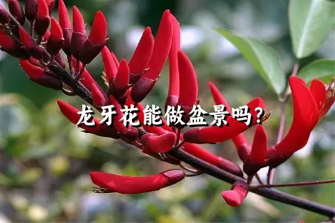 龙牙花能做盆景吗？