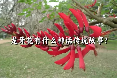 龙牙花有什么神话传说故事？