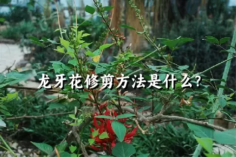 龙牙花修剪方法是什么？