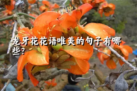 龙牙花花语唯美的句子有哪些？