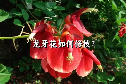 龙牙花如何修枝？