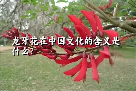 龙牙花在中国文化的含义是什么？