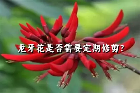 龙牙花是否需要定期修剪？