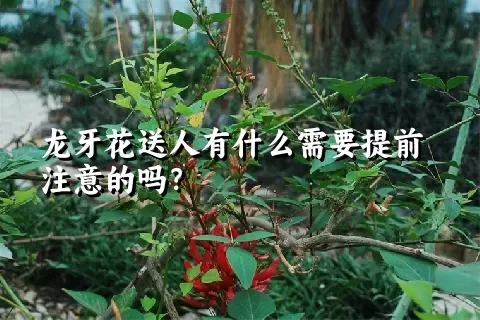 龙牙花送人有什么需要提前注意的吗？