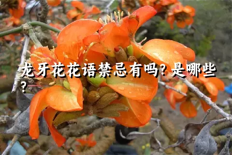 龙牙花花语禁忌有吗？是哪些？