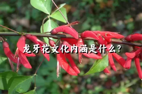 龙牙花文化内涵是什么？