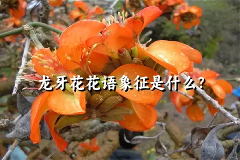 龙牙花花语象征是什么？