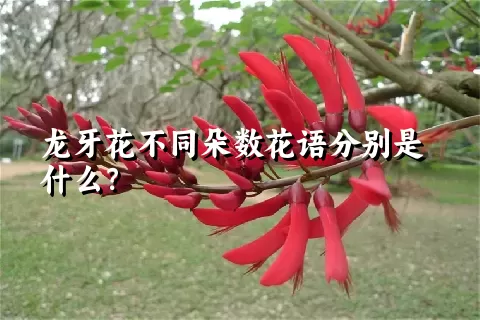 龙牙花不同朵数花语分别是什么？