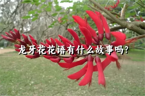 龙牙花花语有什么故事吗？