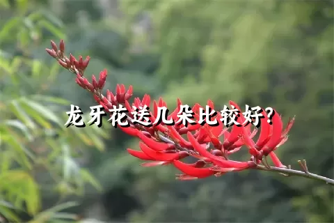 龙牙花送几朵比较好？