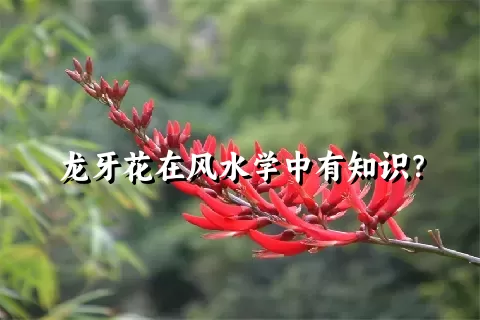 龙牙花在风水学中有知识？