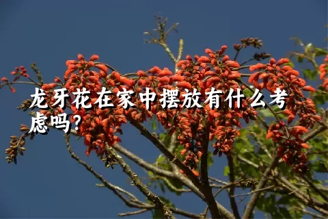 龙牙花在家中摆放有什么考虑吗？