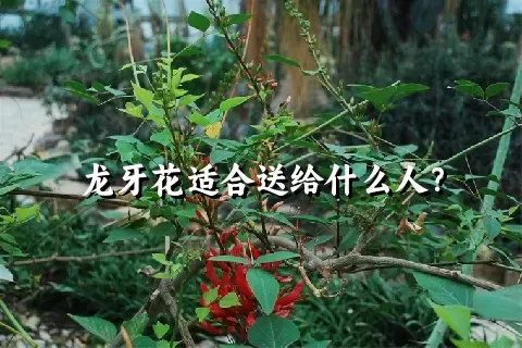 龙牙花适合送给什么人？