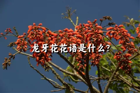 龙牙花花语是什么？