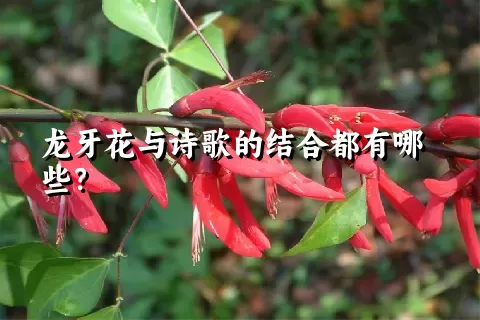 龙牙花与诗歌的结合都有哪些？