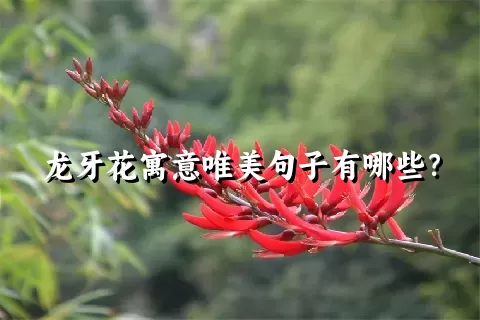 龙牙花寓意唯美句子有哪些？