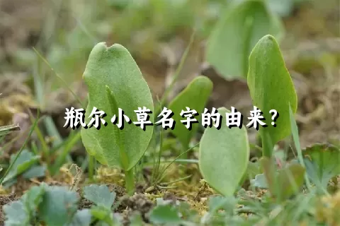 瓶尔小草名字的由来？