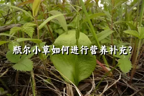 瓶尔小草如何进行营养补充？