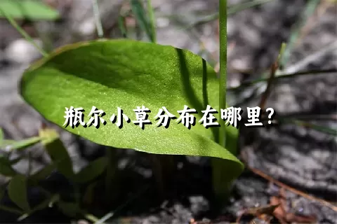 瓶尔小草分布在哪里?