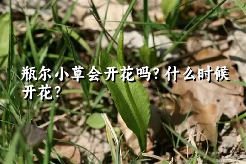 瓶尔小草会开花吗？什么时候开花？