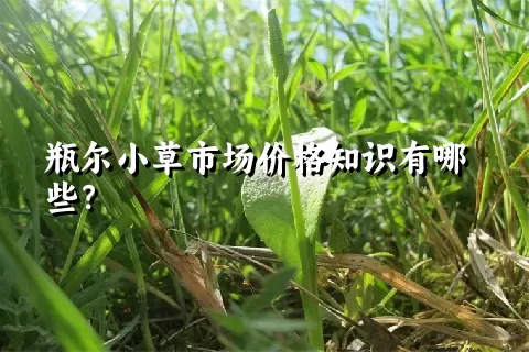 瓶尔小草市场价格知识有哪些？